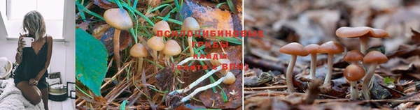 гидропоника Алзамай
