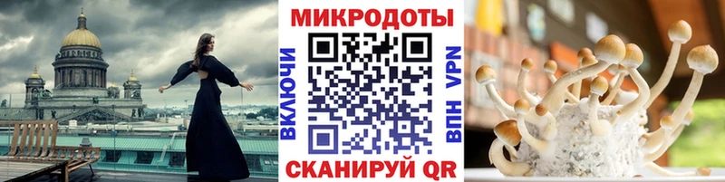 закладки  Бежецк  Псилоцибиновые грибы Psilocybine cubensis 